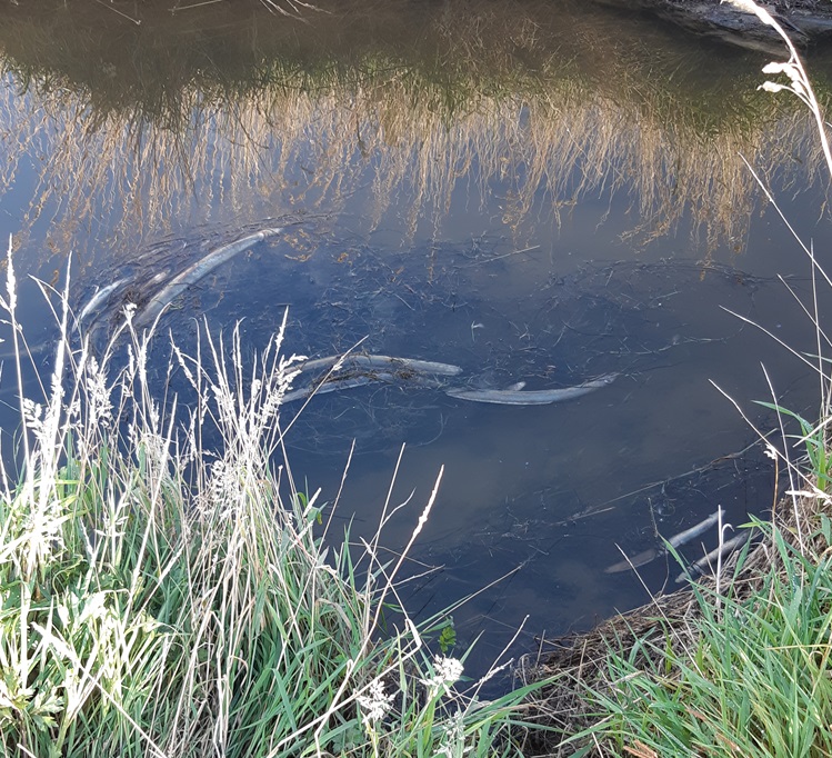 The eels were found dead in the Low Burn stream near Brydone, south of Gore in February. Photo:...