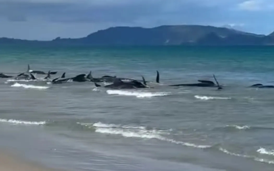 About 40 pillot whales stranded on Ruakākā beach on Sunday afternoon. Photo: Facebook/Joseph Hack