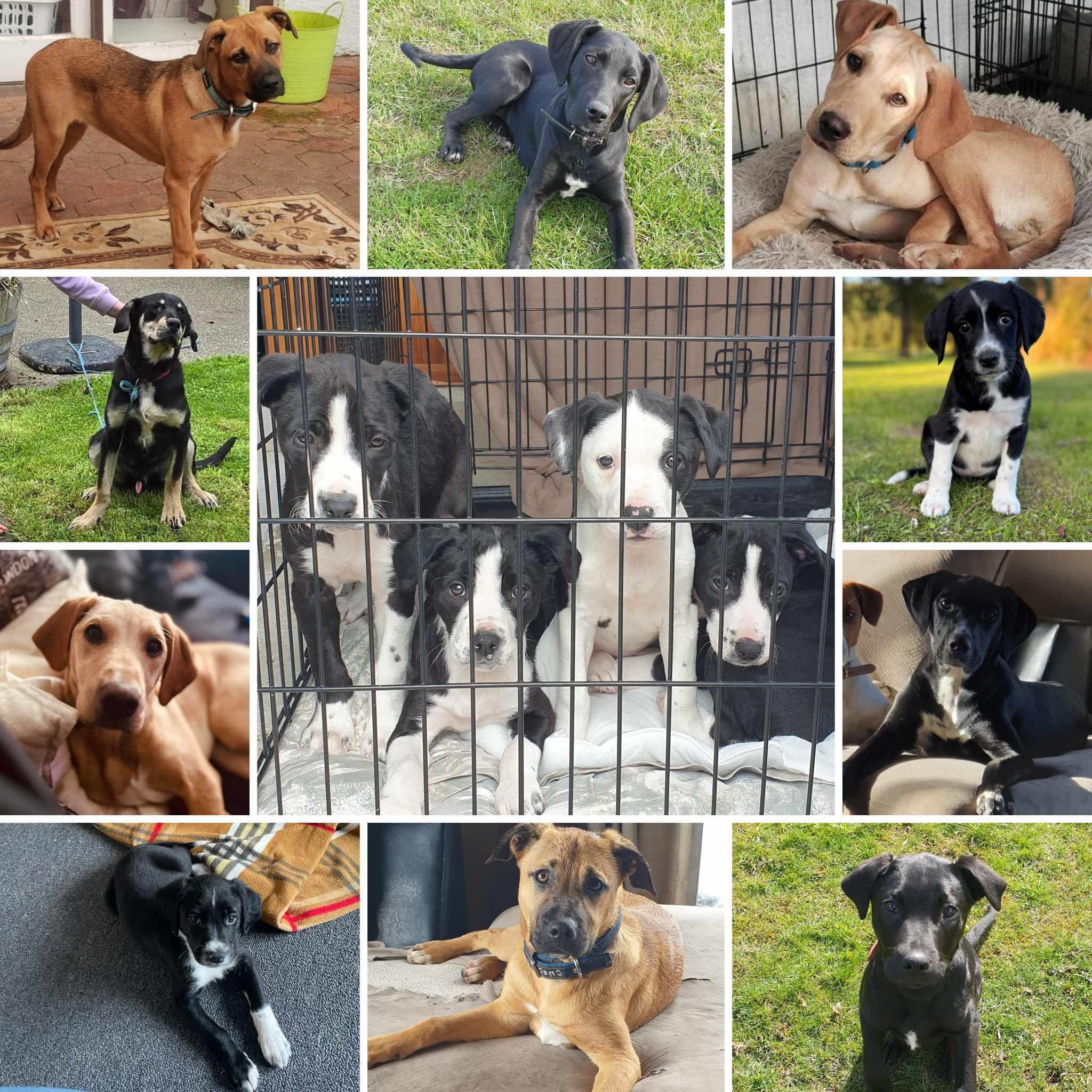 Since August, Furever Homes has been caring for 33 dogs as struggling owners could not look after...