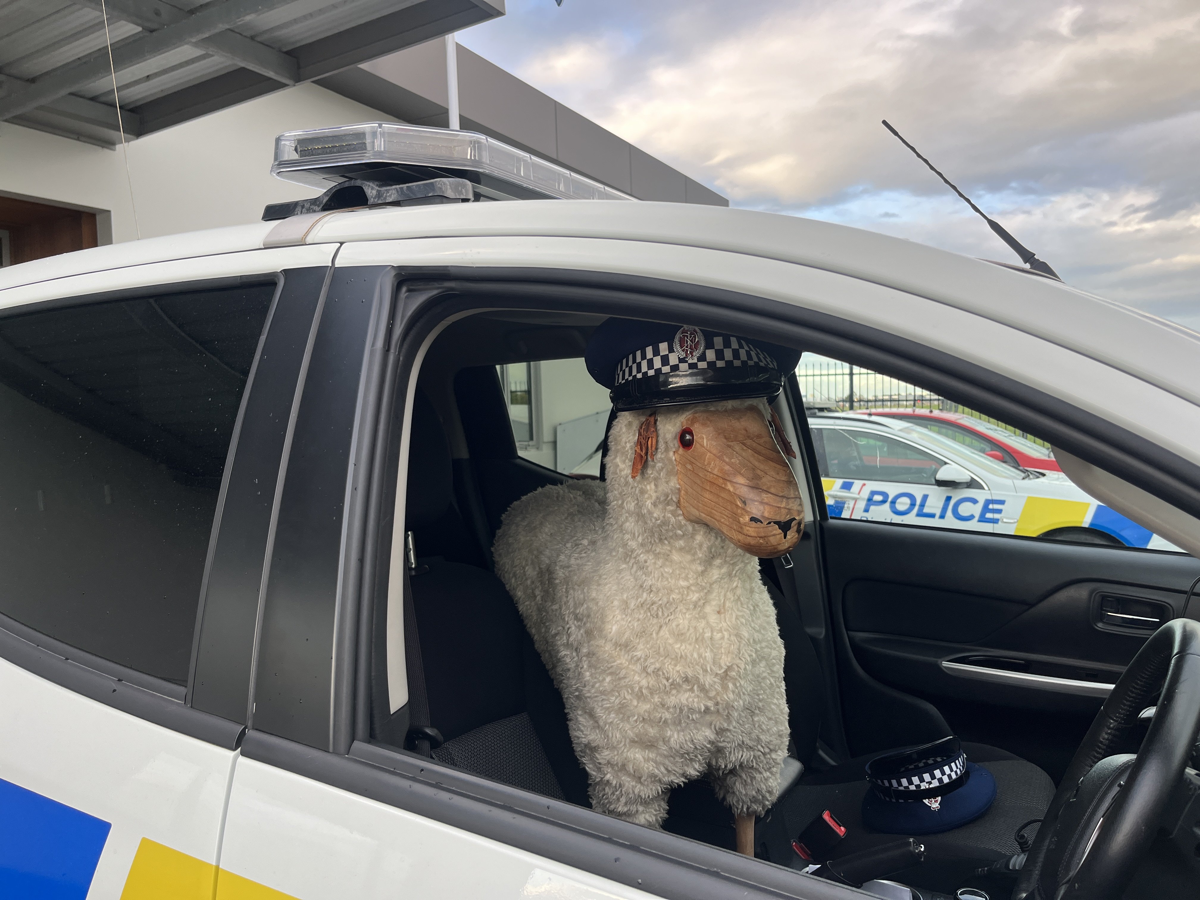 Woolma gets a ride in a police car after being found at Christchurch Airport. PHOTO: SUPPLIED