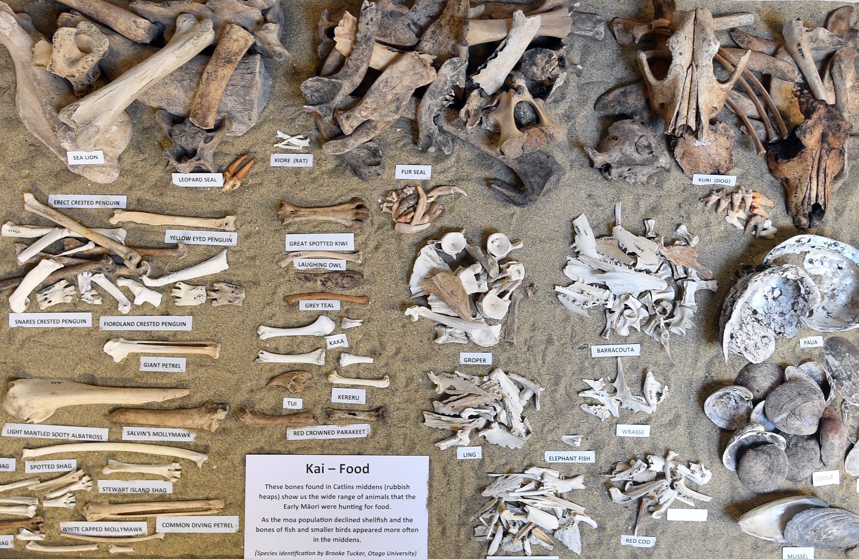 A display of Les Lockerbie’s work at the Owaka Museum  showing  moa claws and eggs as well as...