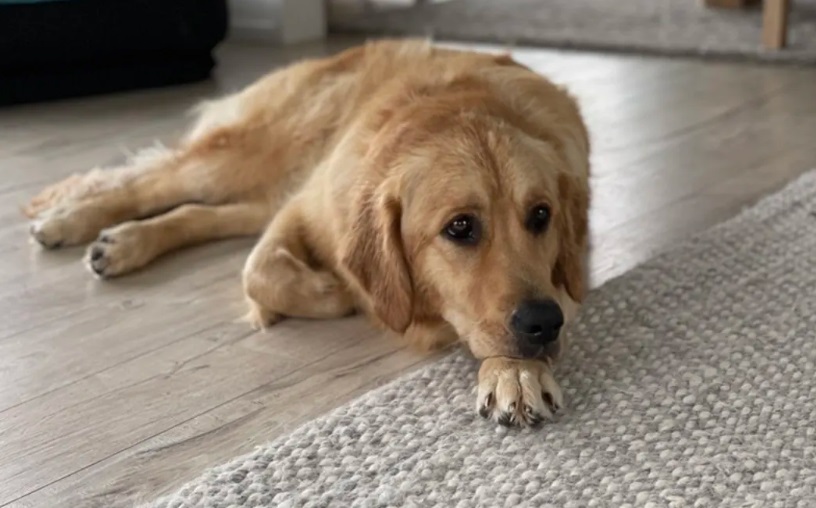 One of New Zealand's many Lunas is a golden retriever living on Auckland's Hibiscus Coast. Photo:...