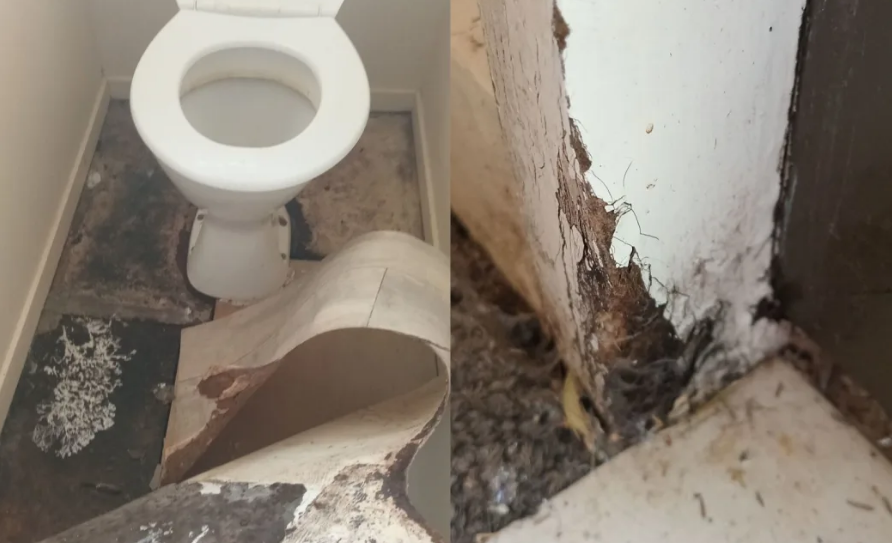 Mould under the toilet room and rotting a corner. Photo: Samantha Moore / supplied