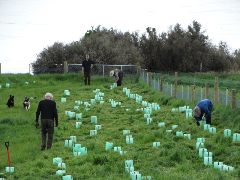 A group of Waitakians attend a planting day at the Moeraki Lookout Reserve on Saturday. PHOTO:...