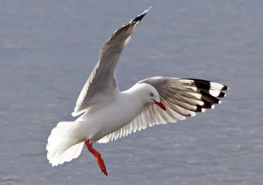 A red-billed gull. Photo: NZ Birds Online / Steve Attwood