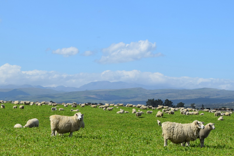 Headwaters sheep eat chicory and red clover pasture on The Wandle in Middlemarch. PHOTOS: SHAWN...