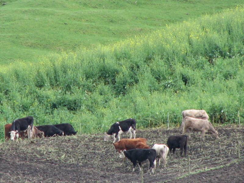 Pull back ... Ballance Agri-Nutrients science strategy manager Warwick Catto says farmers have...