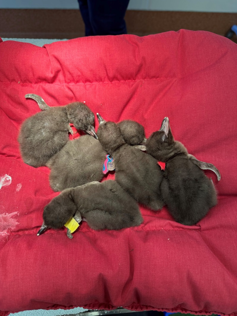 This clutch of days-old hoiho chicks are among about 90 being cared for at Dunedin Wildlife...