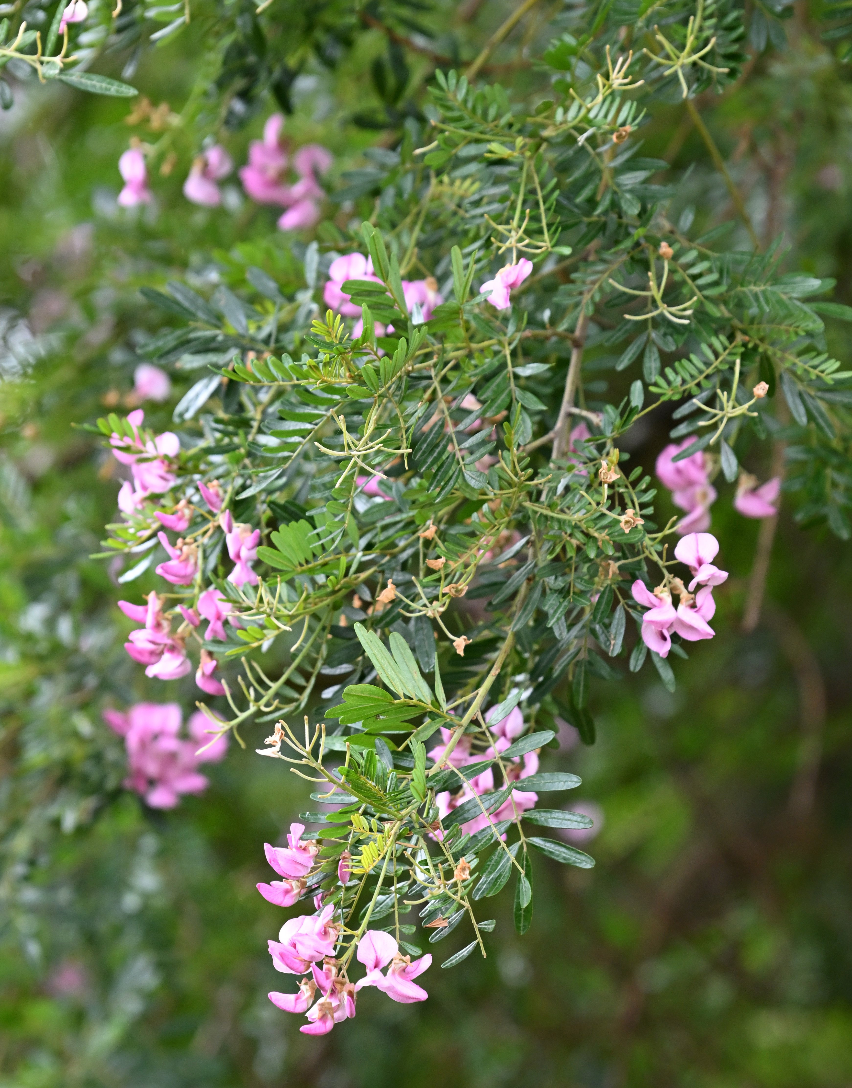 Virgillia oroboides  is flowering now in the South Africa plant collection at the Dunedin Botanic...