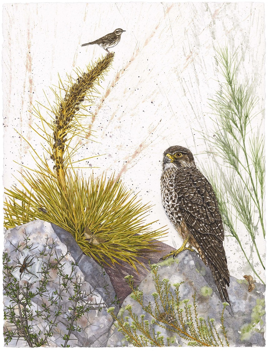 Zealand falcon and pipit, "He Wai Apakura — Te Ara Pounamu, The River’s Lament — A Pathway of...