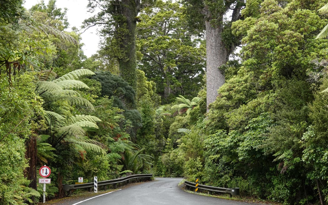 Waipoua Forest is renowned for its giant kauri trees, such as these flanking the Darby and Joan...