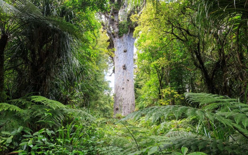 Tāne Mahuta in Northland's Waipoua Forest. Photo: RNZ