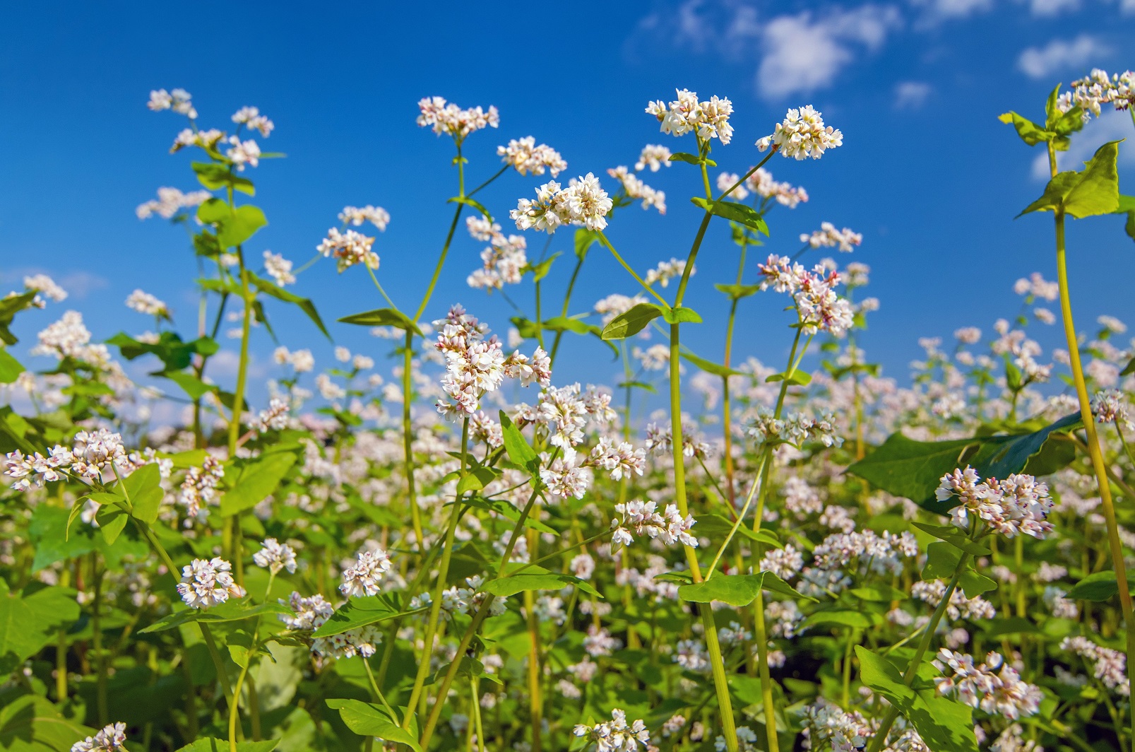 A field of buckwheat. Photo: Getty Images