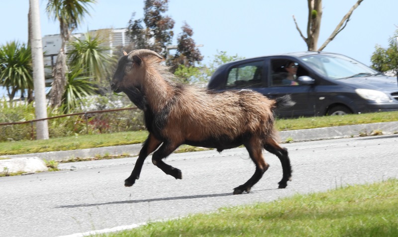 Goats are popping up in Greymouth again. PHOTO: GREYMOUTH STAR