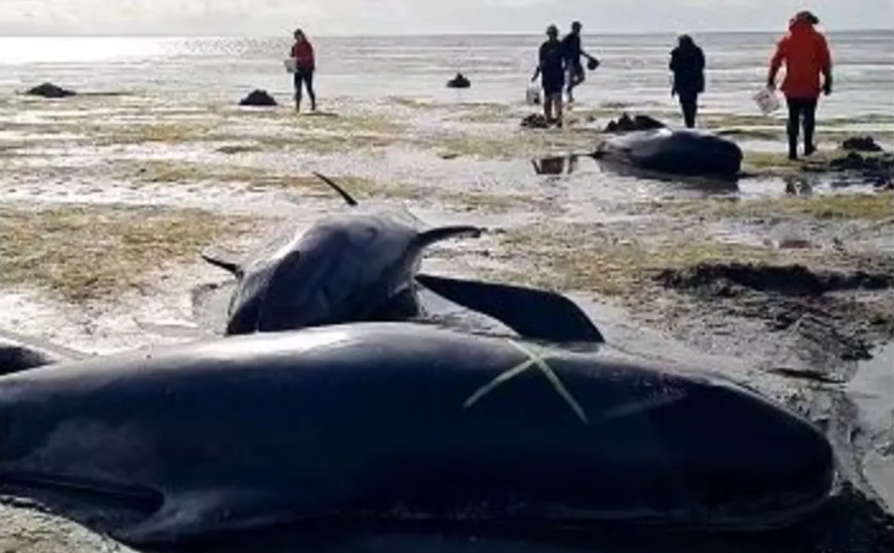 Rescuers, Doc rangers and the local community have been working to refloat the whales since being...