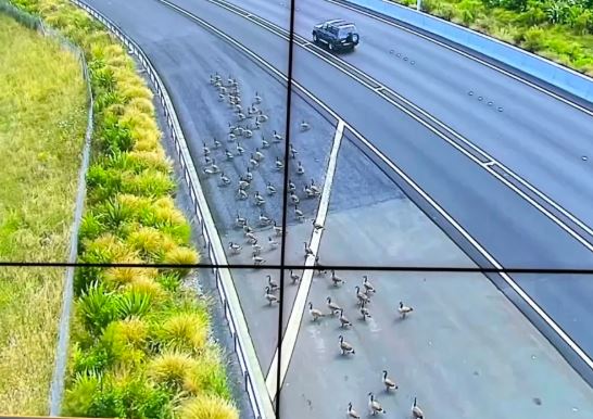 The geese appeared to be walking together along the highway. Photo: Supplied / NZ Police