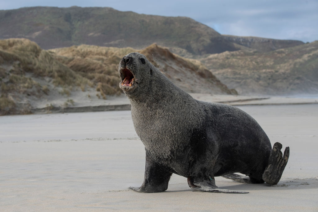 An aggressive sealion caused a group of late-night walkers to scatter. Photo: Getty Images