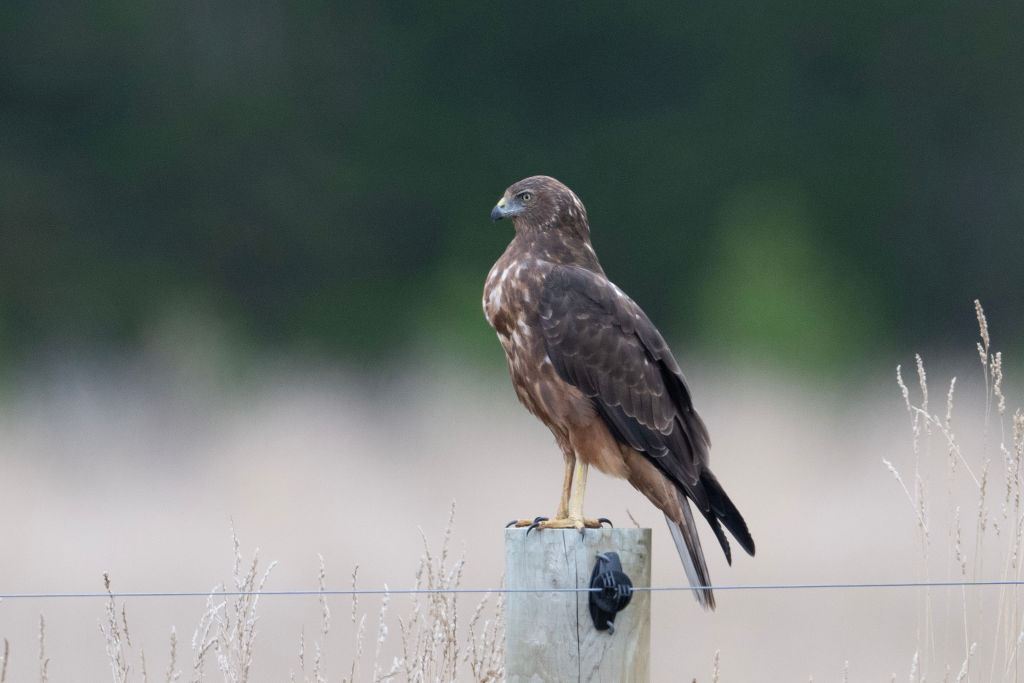 A kāhu flew from Waikato to Otago. Photo: Getty Images