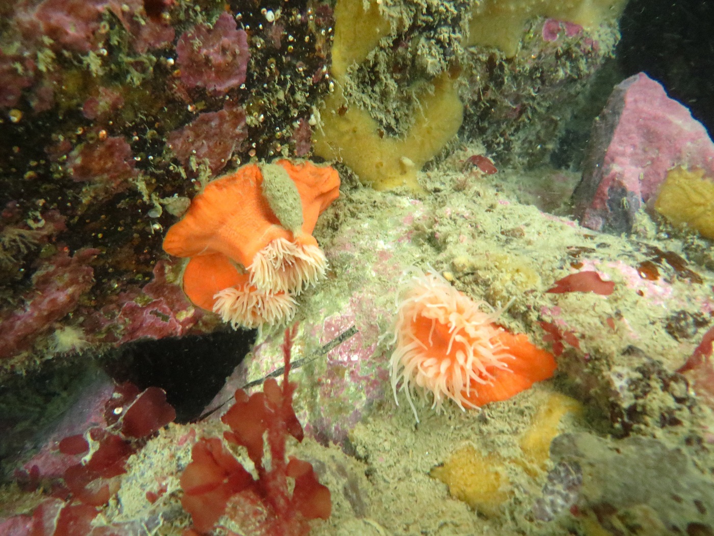 The sea anemone Habrosanthus bathamae. Photo: Chris Woods