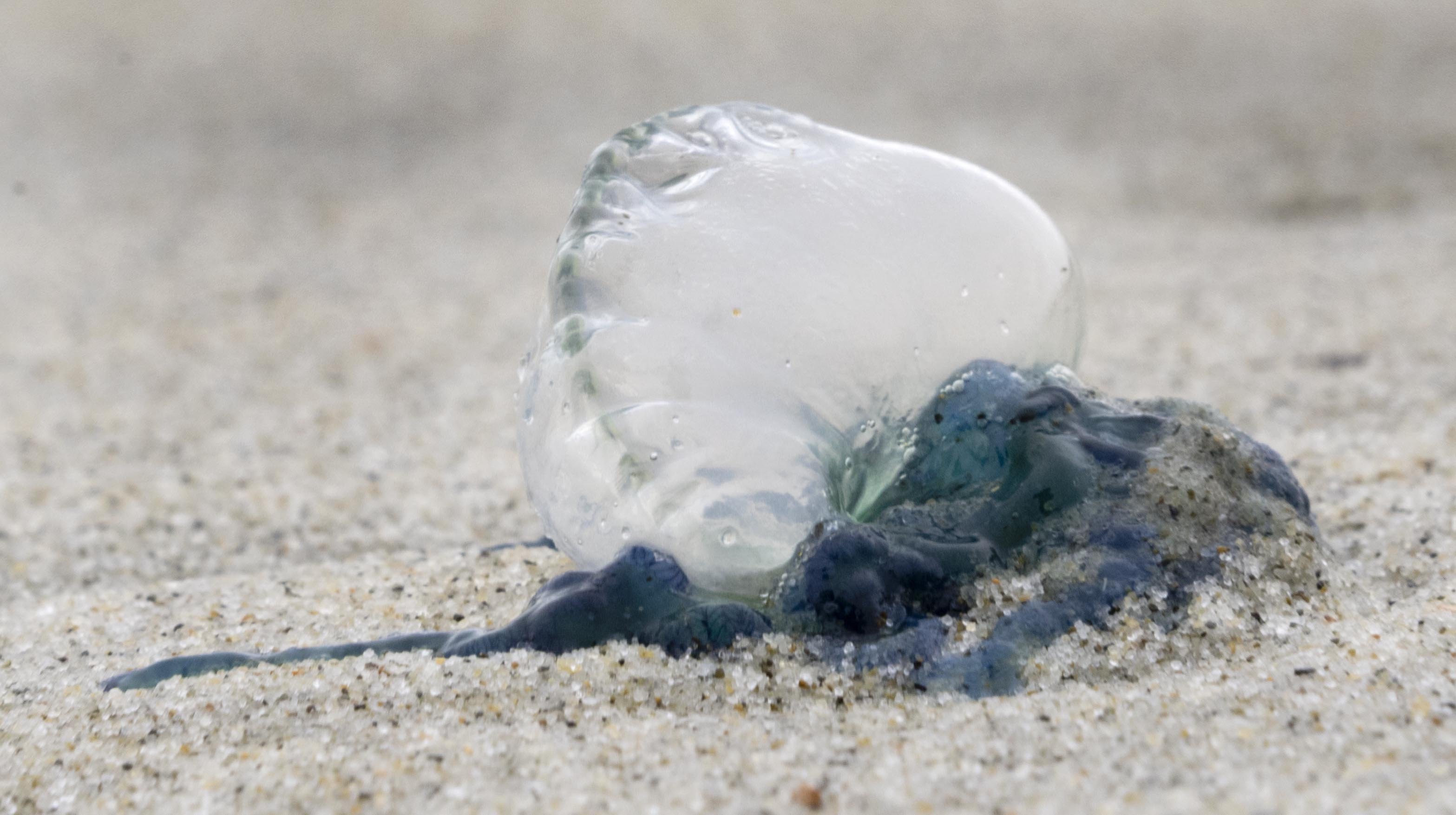 Blooms of bluebottle jellyfish were found littered over the high tide mark on Allans Beach on the...