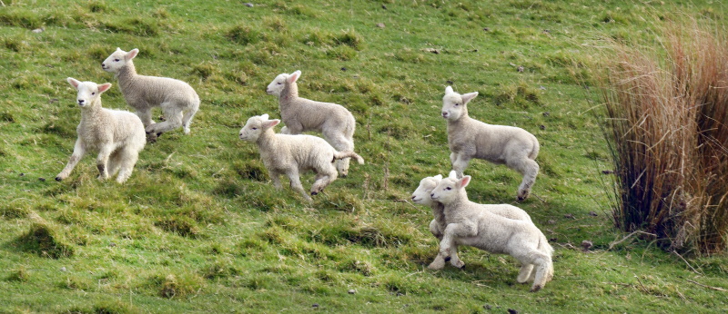 Downward trend . . . the red meat industry is facing over-capacity amid falling sheep numbers....