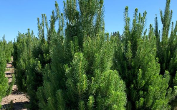 Christmas trees at Needle Fresh. Photo: Supplied / Andrew McAllister