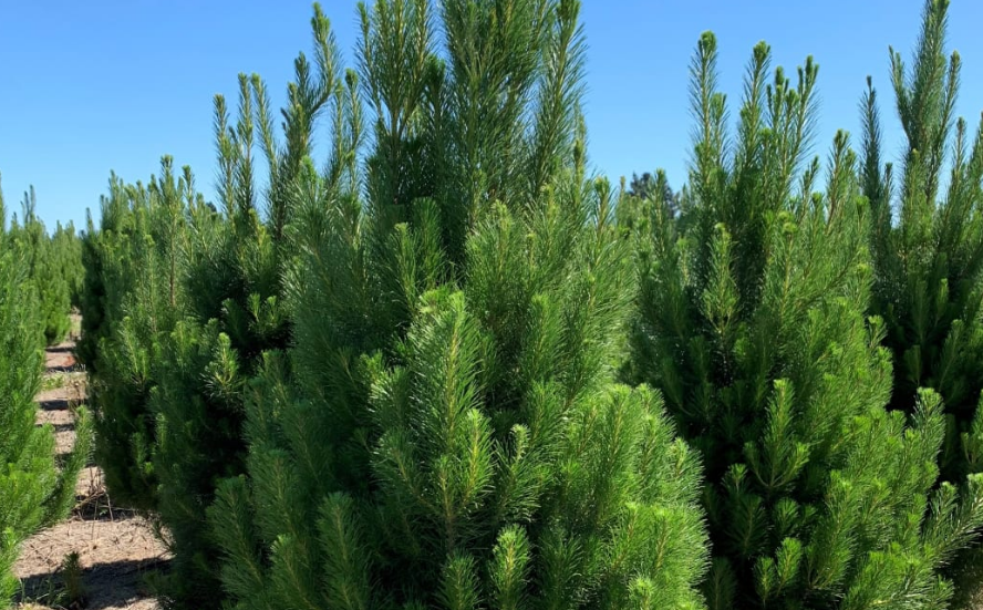 Christmas trees at Needle Fresh. Photo: Supplied / Andrew McAllister