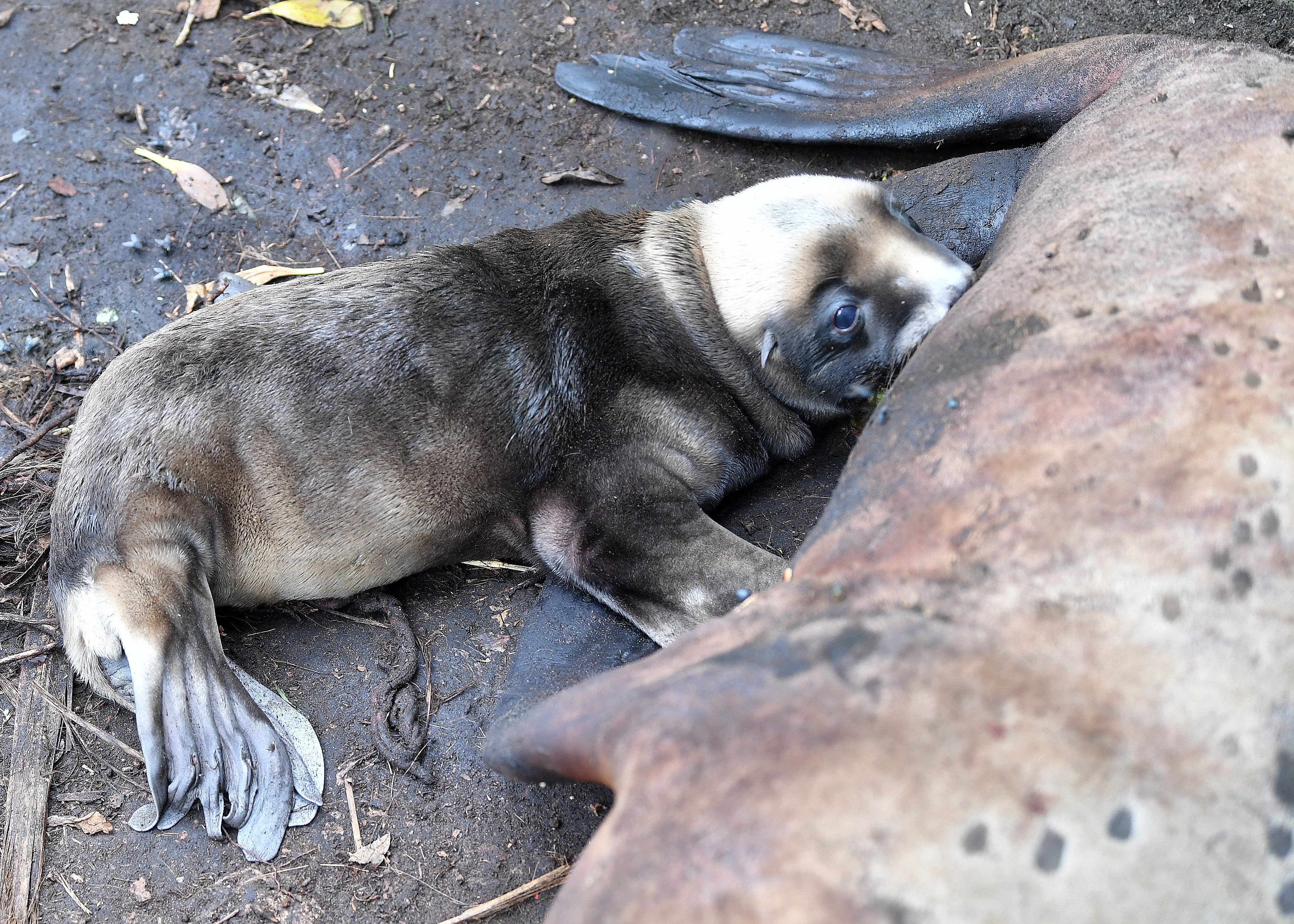 A day-old sea lion pup suckles from its mother at Smaills Beach, in Dunedin, on Sunday. PHOTO:...