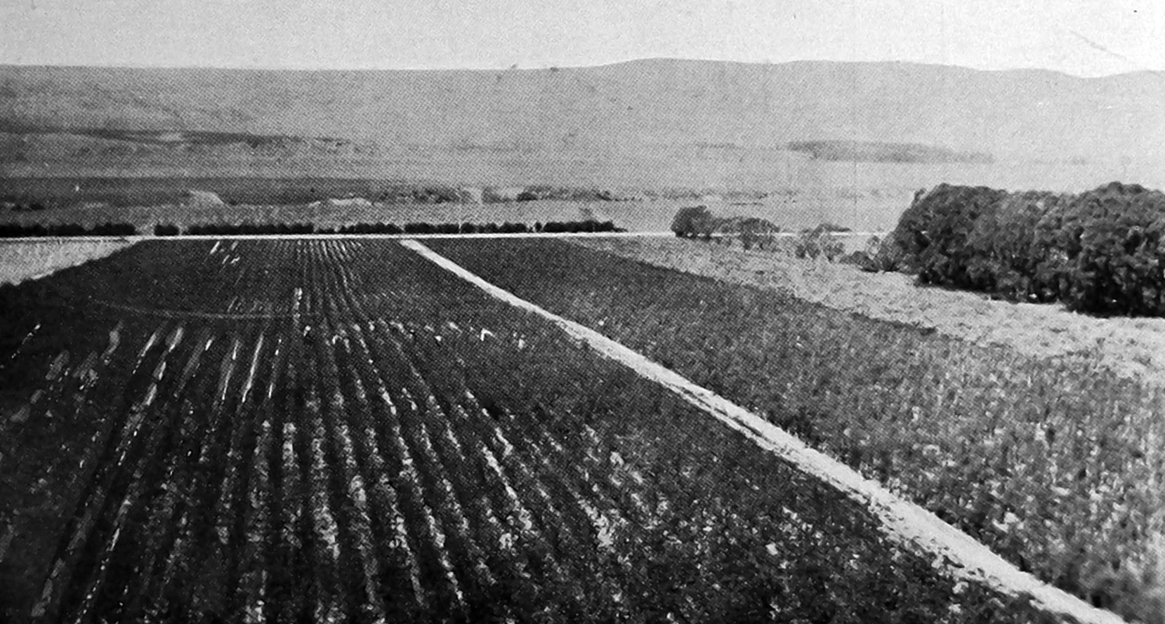 Three acres of parsnip (left), two acres of long red mangold (right) and two acres of carrot (far...