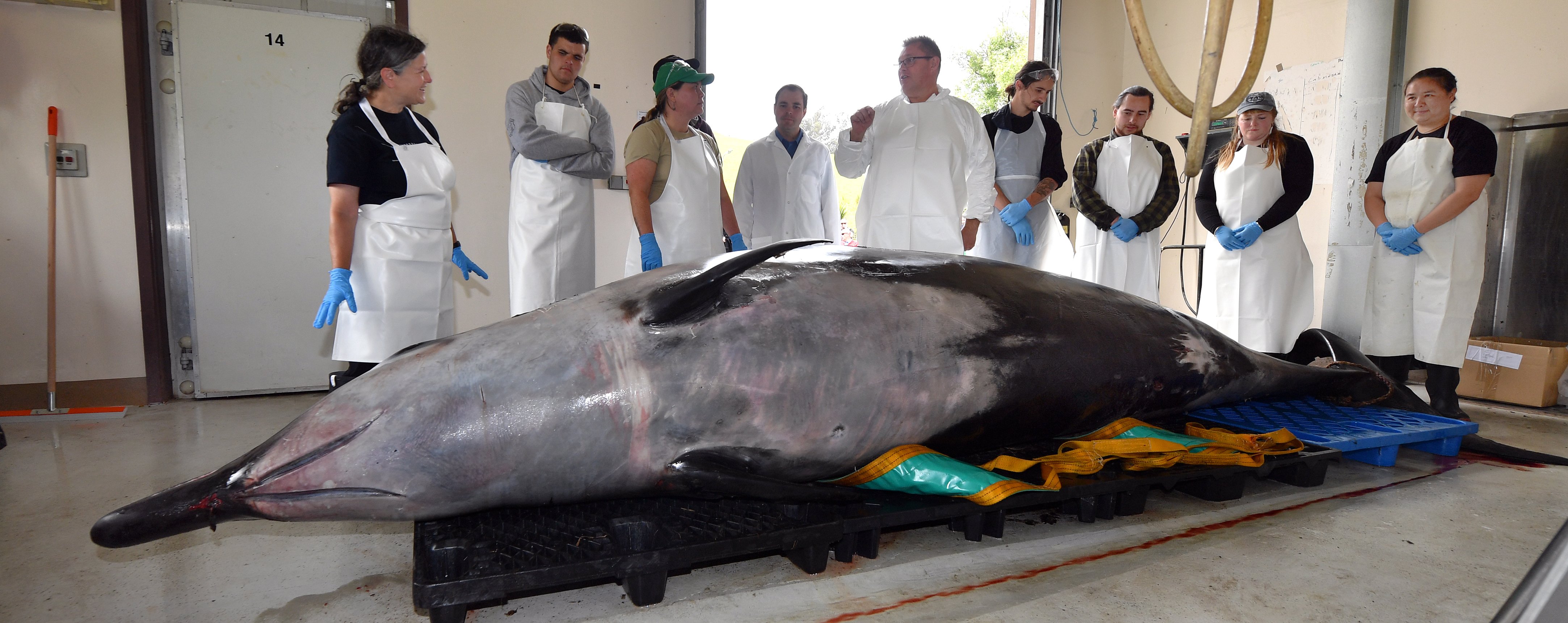 Marine mammal experts from around the world gather at the Invermay Agricultural Centre to view a...