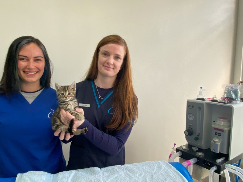 Little cutie ... Playful seven week-old rescue kitten Holly enjoys her first experience of the...