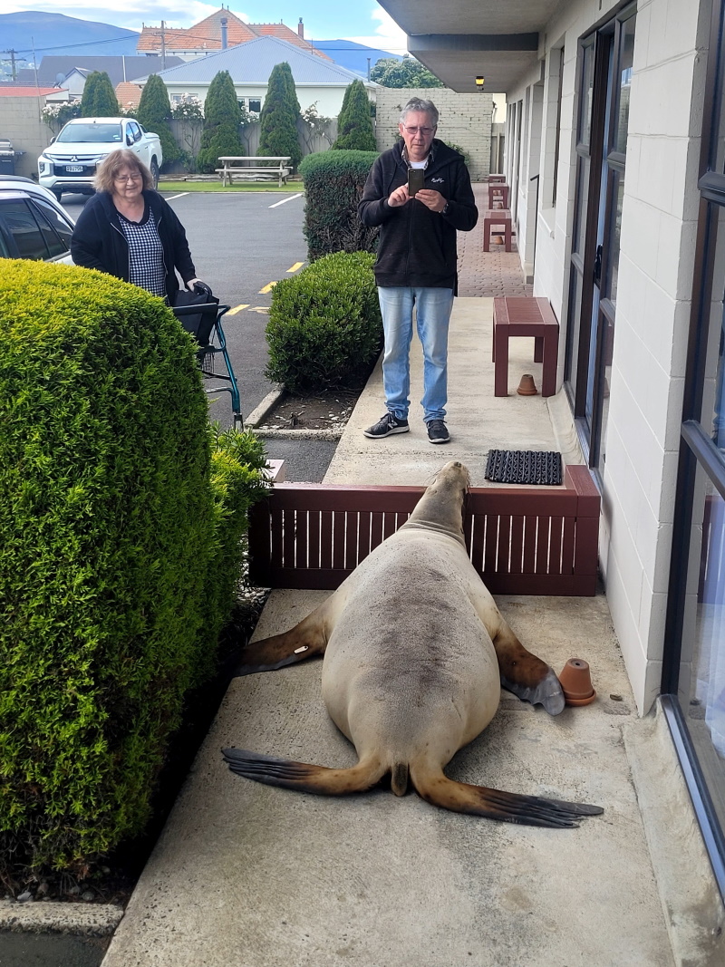 Sea lion great-grandmother Hiriwa, 14, checks in to the Adrian Motel near Marlow Park. PHOTO: JIM...