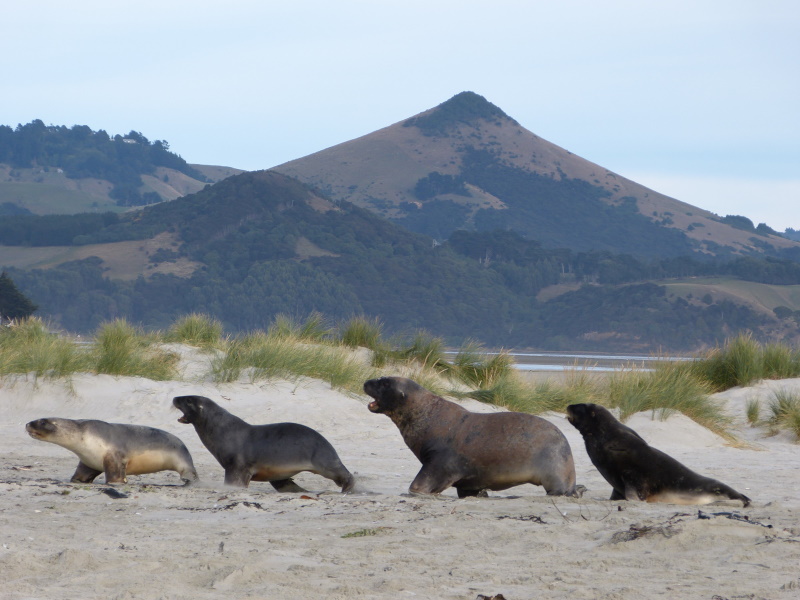 Passing by ... Sea lions at Allans Beach. PHOTO: PETER LEDINGHAM