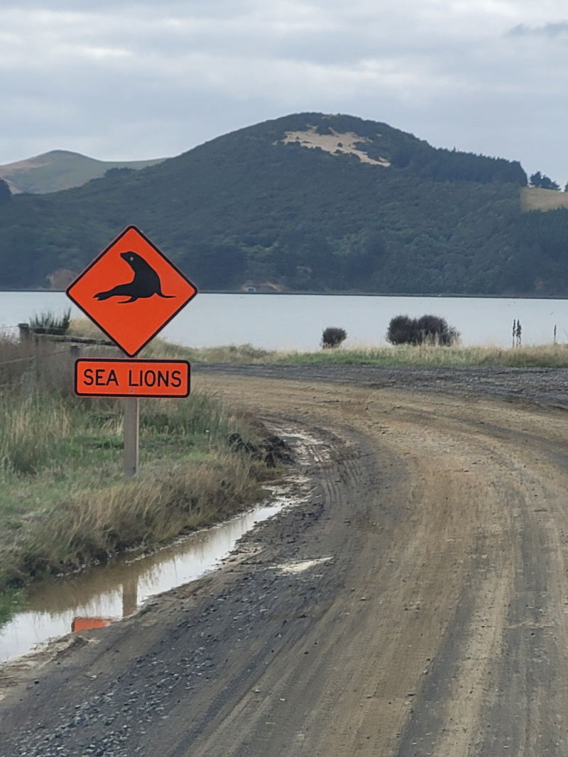 More permanent signage (above) is being set up by the Dunedin City Council.