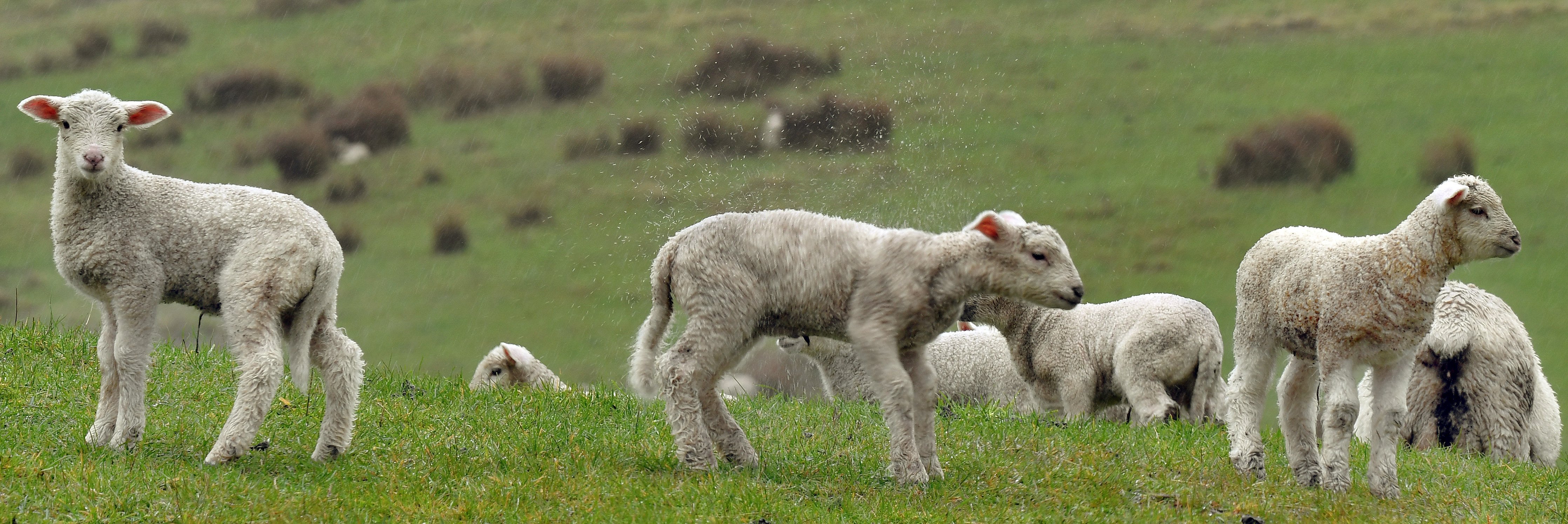 Wet weather in the South during lambing this spring affected lamb survival. PHOTO: STEPHEN JAQUIERY