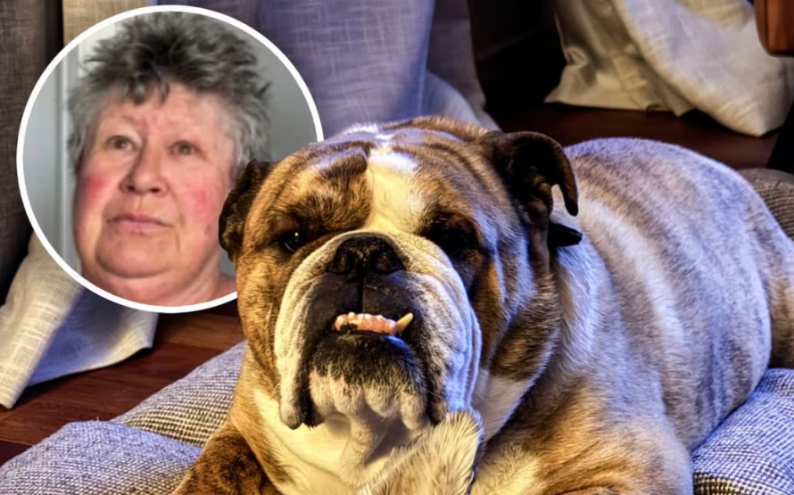 Winston, a bulldog that died shortly after being in the care of Judith Webby (inset), a woman...