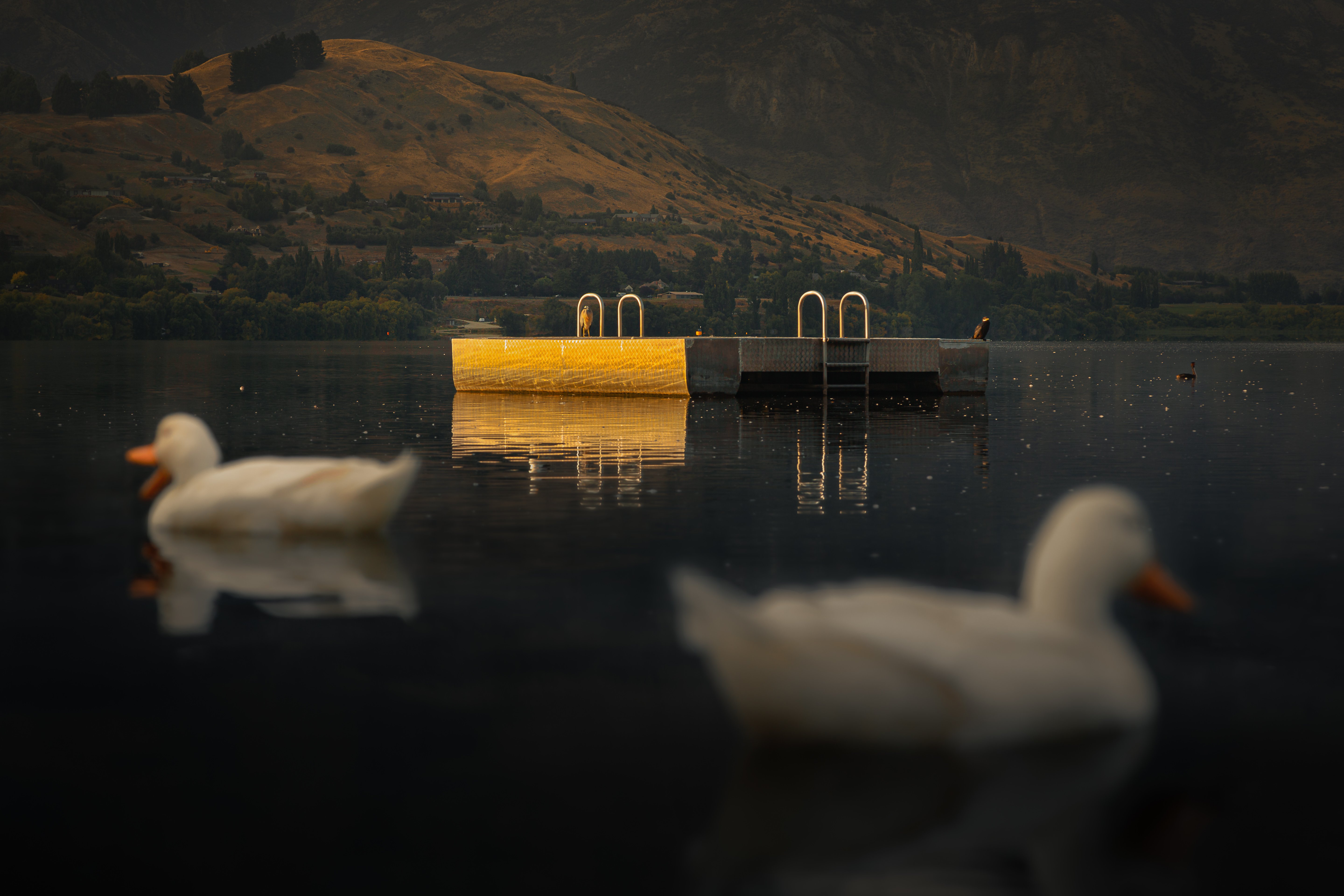 This photo, entitled A Couple of Ducks, taken by Queenstown’s Rico Stevens won the 2023 overall...