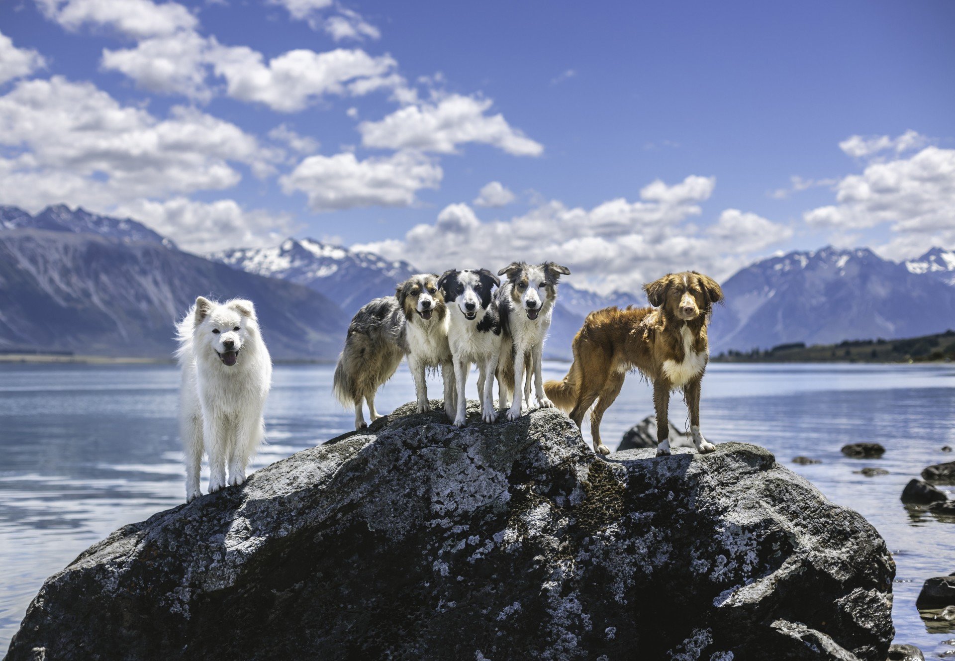 Canine companions (from left) Elsa, Joop, Kara, Maggie and Roland pose on a rock by Lake Ohau on...