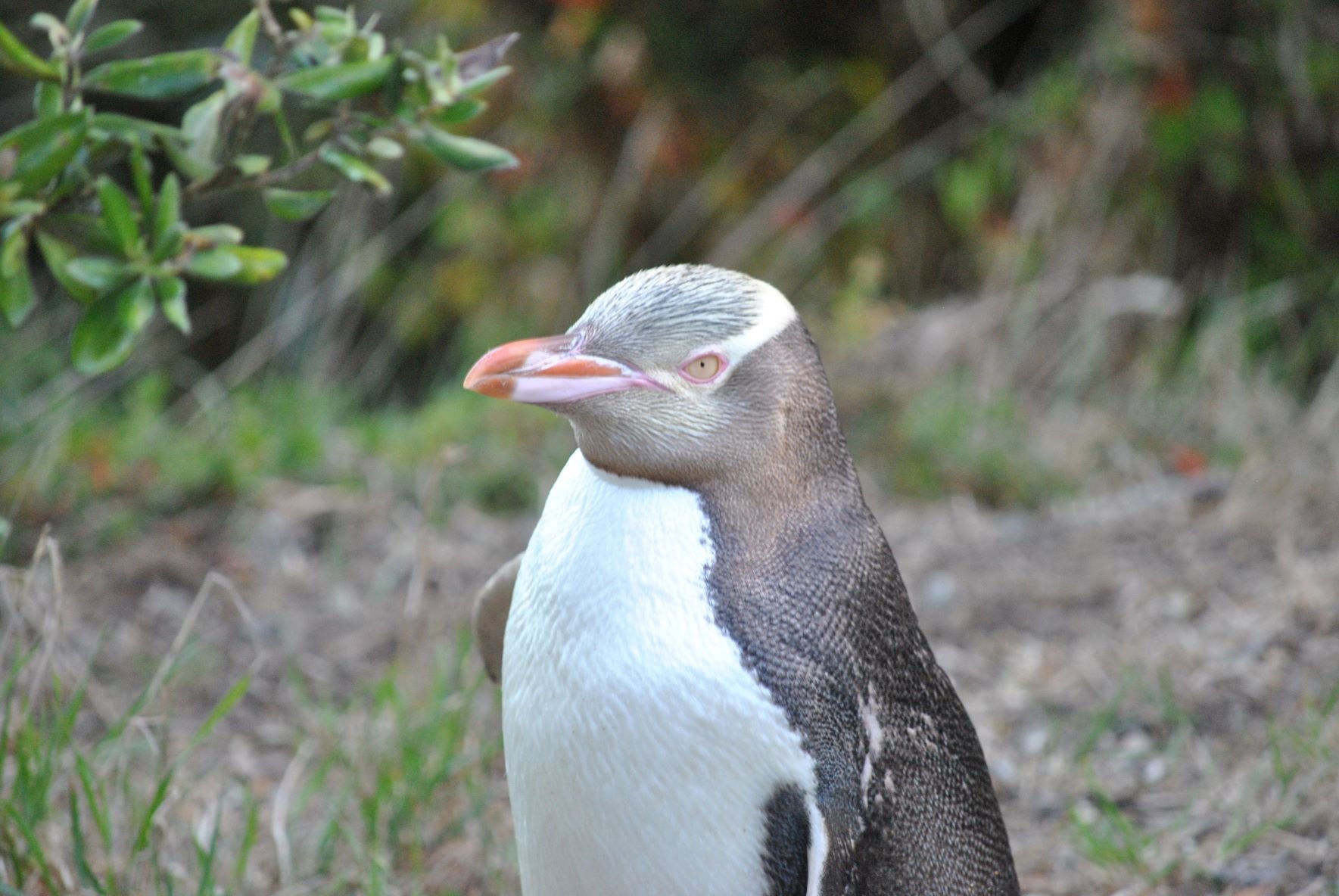 Yellow-eyed penguins could become extinct within 20 years, scientists fear. PHOTO: PHILIPPA AGNEW