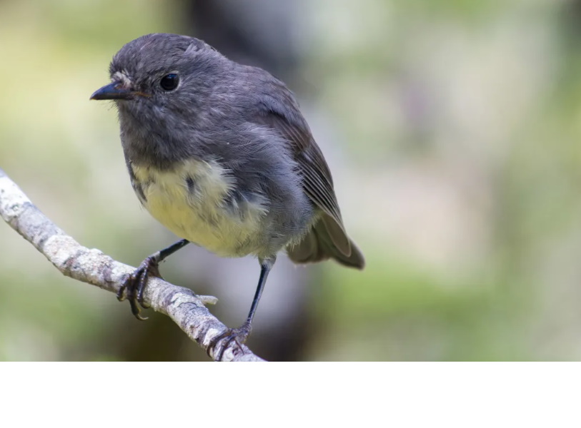 Native bush robin, or toutouwai, sightings are being recorded. Photo: Ruth Bollongino/Project...