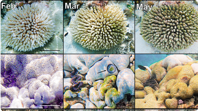 Images of individual coral colonies monitored for health assessment in February, March, and May...