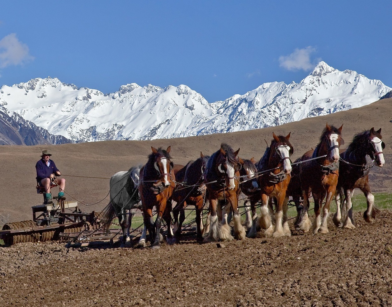 Erewhon Station high country farmer Colin Drummond loved to breed and work Clydesdale horses....