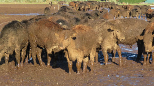 A Southland grazing company has been fined for allowing cattle to exist in "appalling" muddy...