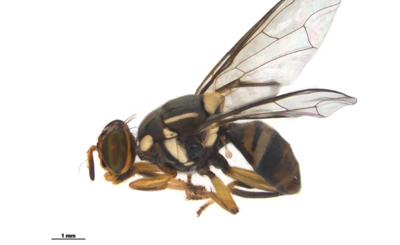 A biosecurity operation is under way after a single male Oriental fruit fly was found in a...