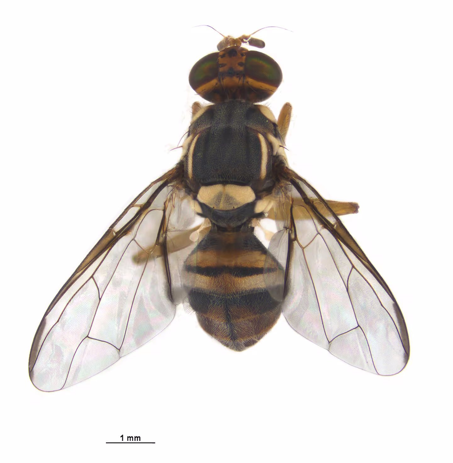 An Oriental fruit fly. Photo: MPI