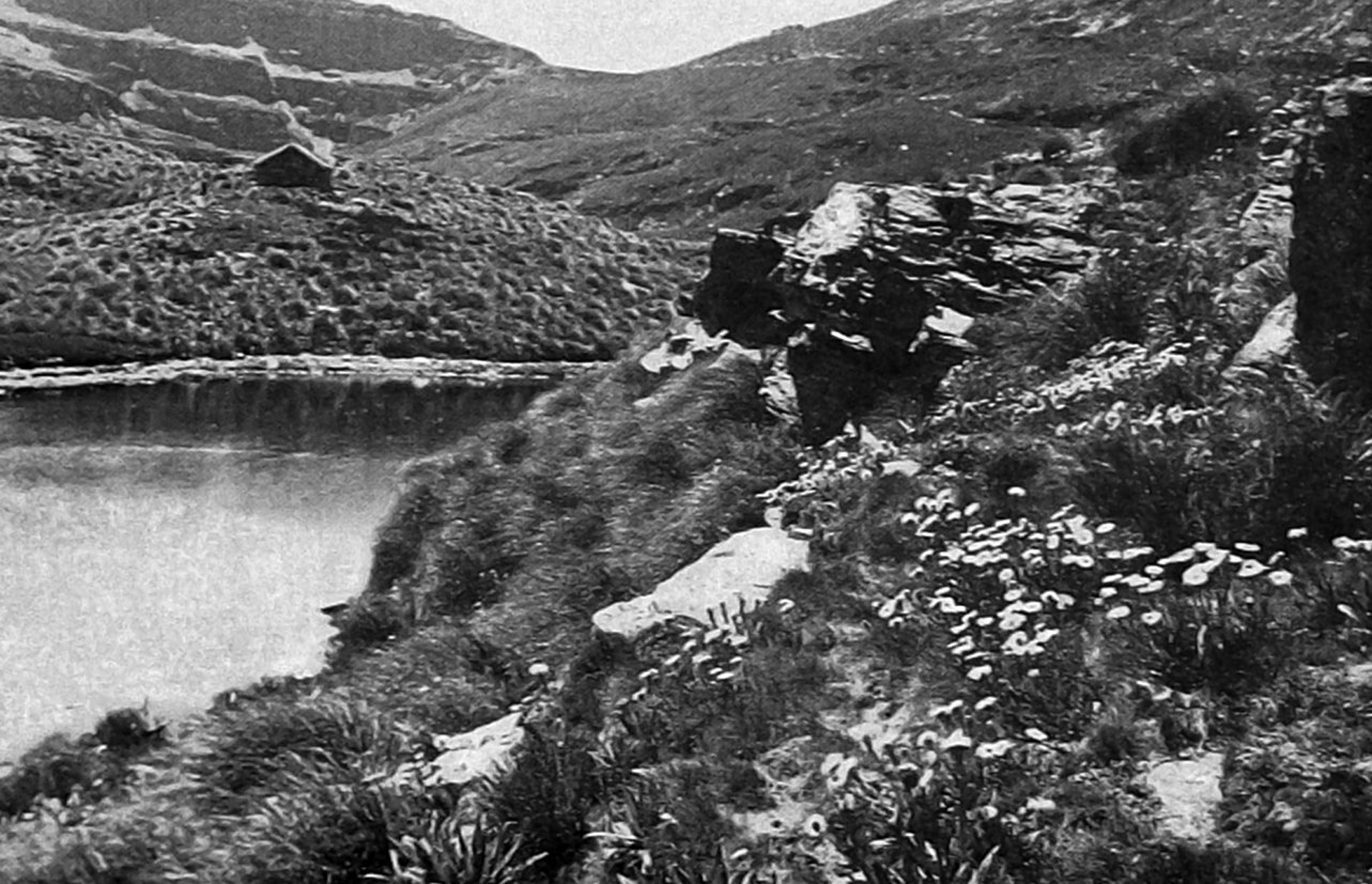 'Celmisia densiflora coriacea' daisies bloom near Lake Hut in the Garvie Mountains, an isolated...