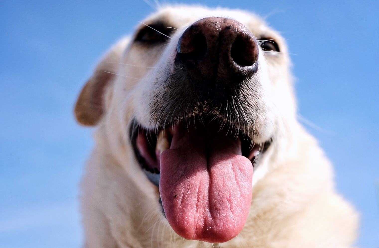 Dogs don’t sweat, instead they pant to cool down. Photo: Getty Images