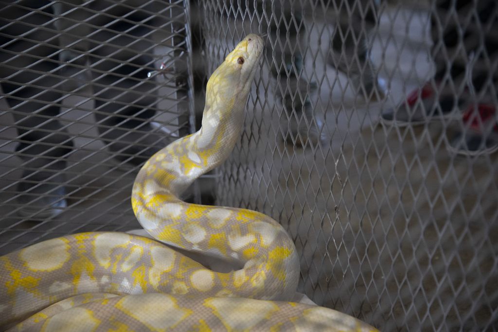 Snakes will keep people company with their coffee at one Taiwanese pet store. Photo: Getty Images