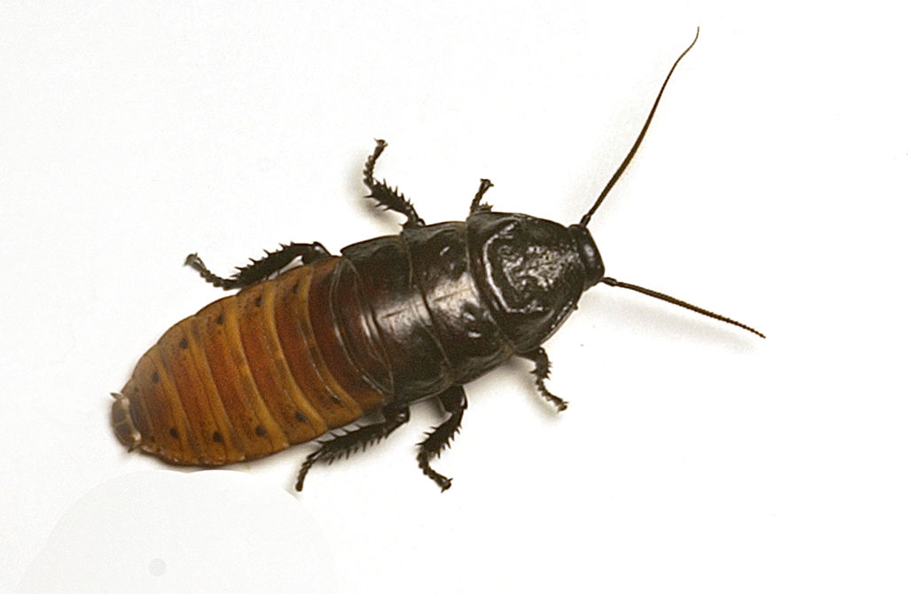 There have been 326 new ACC claims relating to cockroaches in the past five years. Photo: Getty...