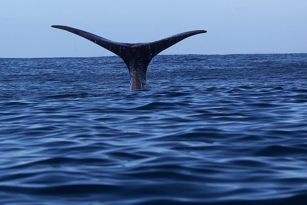 A sperm whale was injured late last year off the coast of Kaikoura. Photo: Getty Images